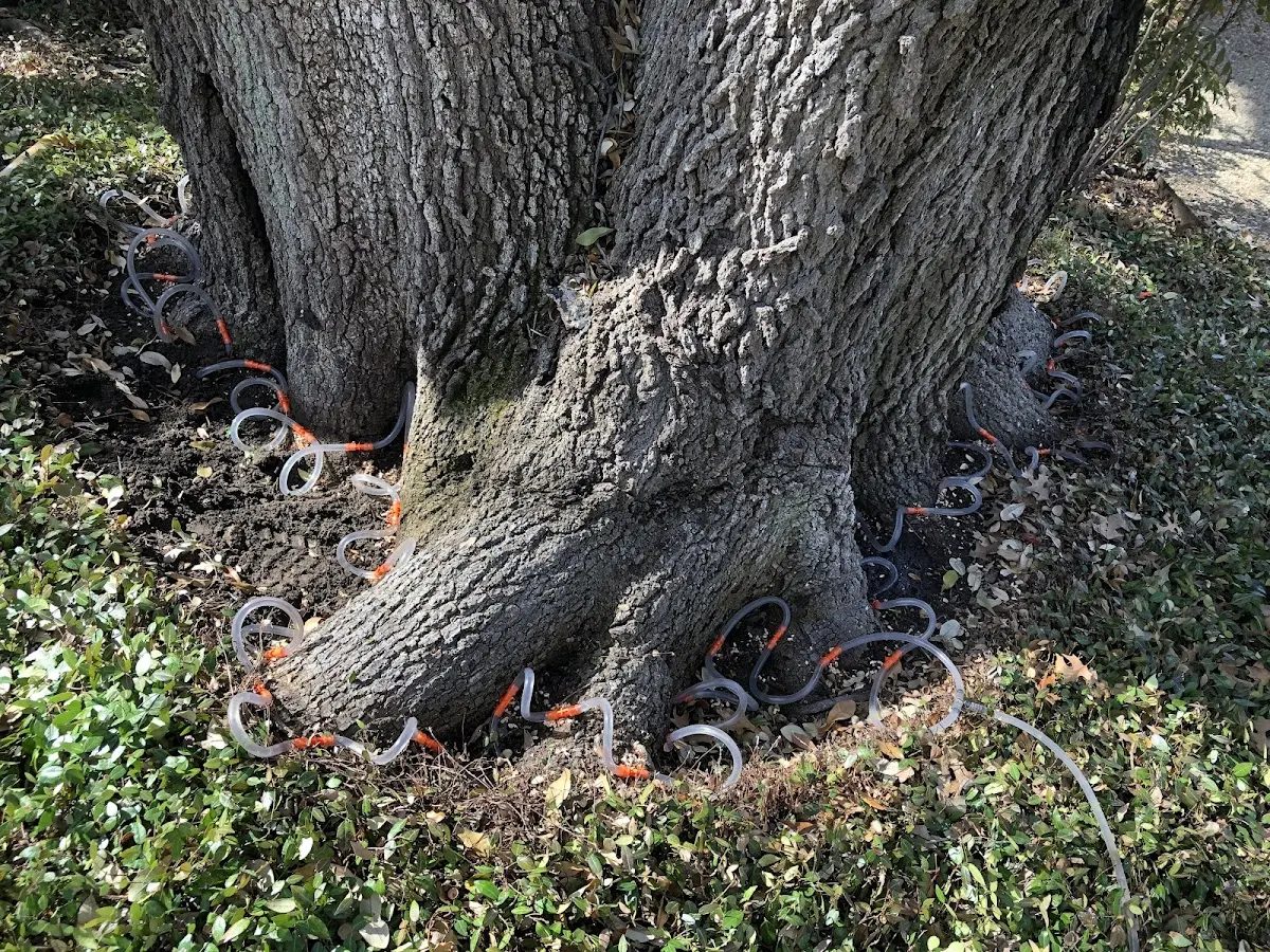 Detailed Tree Cabling and Bracing job site in Boise